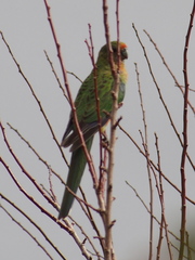 Platycercus icterotis icterotis