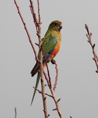 Platycercus icterotis icterotis