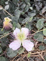 Capparis sicula
