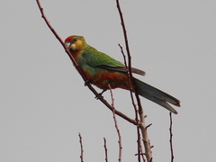 Platycercus icterotis icterotis