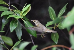Phylloscopus fuscatus