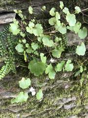 Cymbalaria muralis