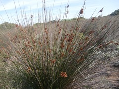 Thamnochortus erectus