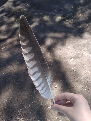 Plume de Faucon sacre