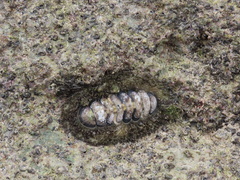 Acanthopleura gemmata image