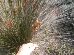 Thamnochortus erectus