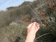 Thamnochortus erectus