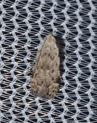 Anacampsis conclusella