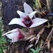 Maxillaria sanderiana - Photo (c) Thibaud Aronson, some rights reserved (CC BY-SA), uploaded by Thibaud Aronson