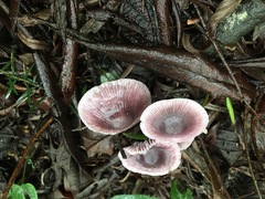 Mycena vinacea