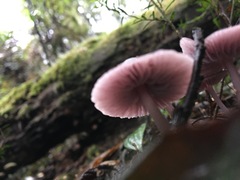 Mycena vinacea