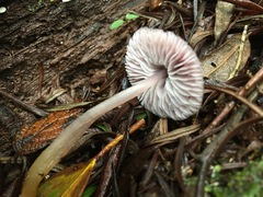 Mycena vinacea