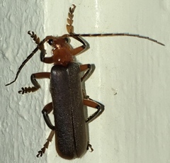 Pacificanthia consors