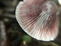 Mycena vinacea