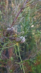 Petrophile sessilis