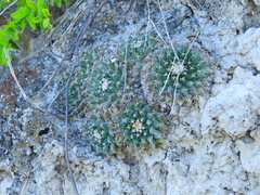 Mammillaria roseoalba