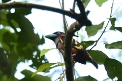 Eurylaimus javanicus