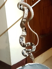 Trimorphodon quadruplex