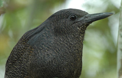 Zigzag Heron photo 2