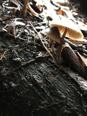 Mycena nargan