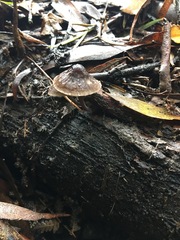 Mycena nargan
