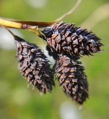 Carex atrata