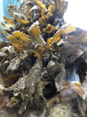 Fucus serratus