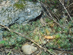 Mammillaria prolifera