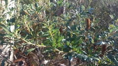 Banksia paludosa