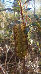 Banksia paludosa