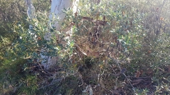 Banksia paludosa