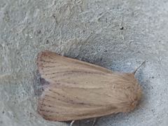 Denticucullus pygmina