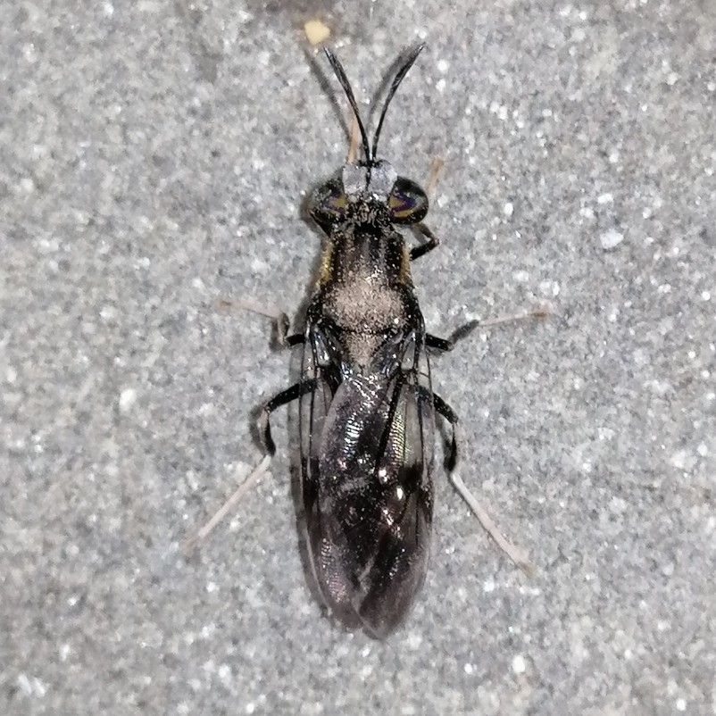 Hermetia albitarsis
