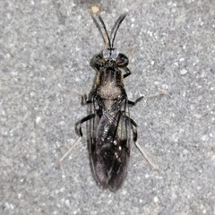 Hermetia albitarsis