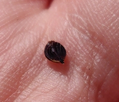 Carex atrata