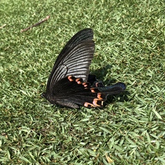 Papilio dialis