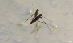Gerris gracilicornis