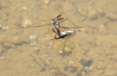 Gerris gracilicornis