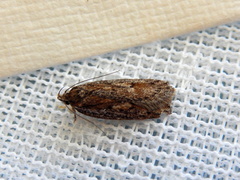 Acantholena siccella