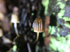Mycena mamaku