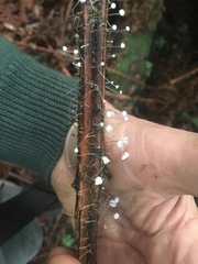 Mycena maldea