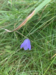 Campanula rotundifolia