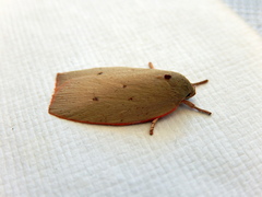 Euchaetis