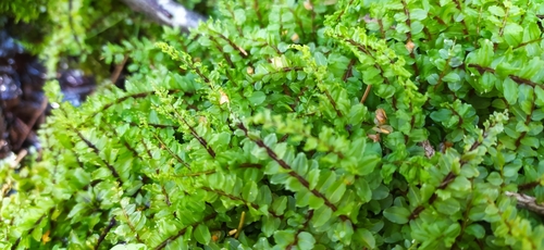 Image of Pseudobryum cinclidioides by no rights reserved