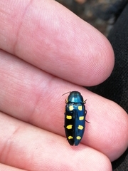 Buprestis octoguttata