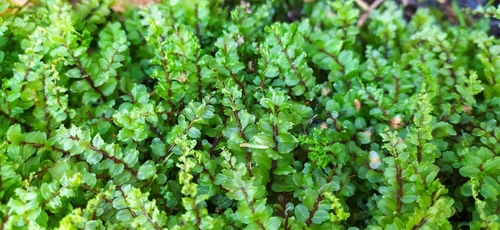 Image of Pseudobryum cinclidioides by no rights reserved