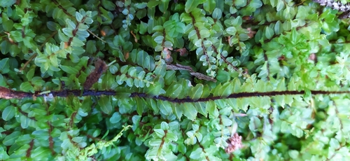 Image of Pseudobryum cinclidioides by no rights reserved