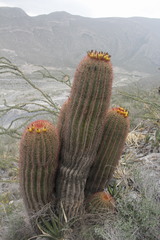 Ferocactus pilosus