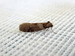 Lepidoscia heliochares