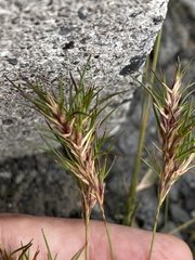 Festuca vivipara